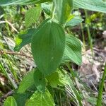 Hypericum hirsutum Leaf
