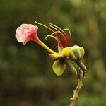 Afzelia bipindensis Flor