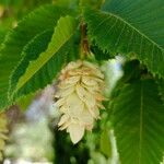 Carpinus japonica Flower