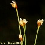 Juncus triglumis Habit