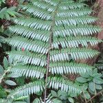 Cyathea arborea Hoja