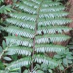 Cyathea arborea Leaf