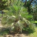 Chamaerops humilis Folha