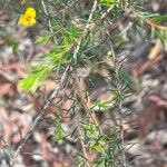 Dillwynia floribunda Hoja