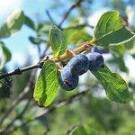 Lonicera caerulea Fruto