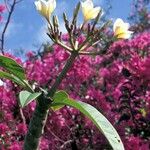 Plumeria rubra Цветок