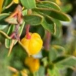 Berberis microphylla Ffrwyth