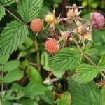 Rubus niveus Levél