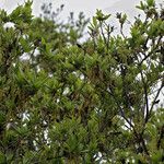 Quercus tomentella Habitus
