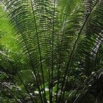 Cycas taiwaniana Blatt