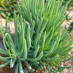 Dudleya edulis Hoja