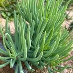 Dudleya edulis Yaprak