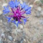 Centaurea semidecurrens Flor