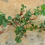 Chamaecrista rotundifolia 葉