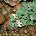 Asarina procumbens Habitus