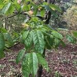 Oxydendrum arboreum Leaf