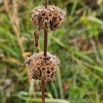 Phlomoides tuberosaPlod
