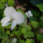 Viola striata Flor
