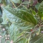 Capsicum pubescens Hoja