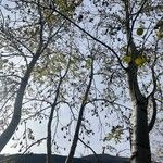 Fraxinus excelsior葉