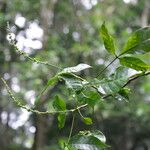 Angostura granulosa Hoja