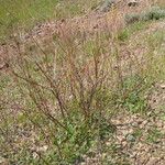 Eriogonum nudum Habitat