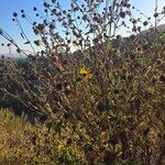 Tithonia tubaeformis Blatt