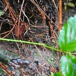 Rubus hispidus Bark