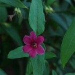 Jasminum beesianum Blomst