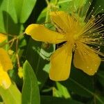 Hypericum monogynum Floare