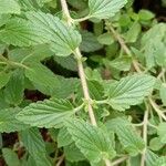 Scutellaria alpina Leaf