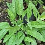 Symphytum caucasicum Folha