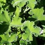 Pelargonium tomentosum Blad