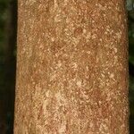 Hevea guianensis Bark