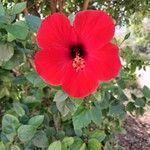 Hibiscus fragilis Квітка