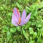 Crocus sativus Květ