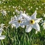 Narcissus obsoletus Blomst