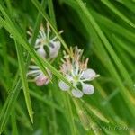 Oenothera suffrutescens പുഷ്പം