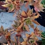 Aeonium leucoblepharum Folha