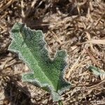 Cucumis prophetarum Leaf