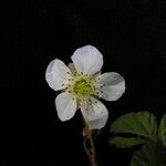 Rubus nepalensis Habitatea