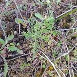 Centaurea diffusa Hoja