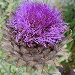 Cynara cardunculusപുഷ്പം