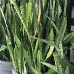 Sansevieria zeylanica Liść