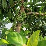 Ficus hispida Frutto