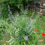 Nepeta grandiflora Hábito