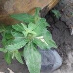 Spigelia anthelmia Blad