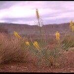 Stanleya pinnata عادت