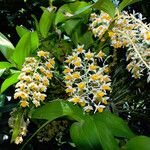 Dendrobium thyrsiflorum Hábito