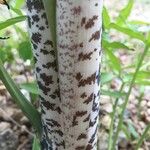 Dracunculus vulgaris 樹皮